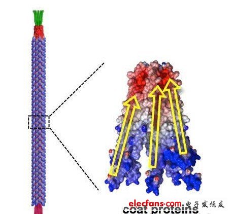 M13噬菌體的形狀。制成了長(zhǎng)880nm，直徑為6.6nm的棒狀。構(gòu)成外膜部分的2700個(gè)蛋白質(zhì)各呈螺旋狀，在外力作用下產(chǎn)生變形時(shí)就會(huì)極化